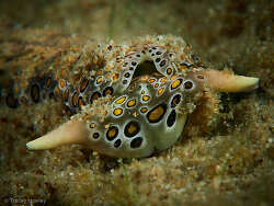 Plakobranchus ocellatus,La Balsa 2023
