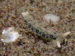 Plakobranchus ocellatus,La Balsa Park 2021