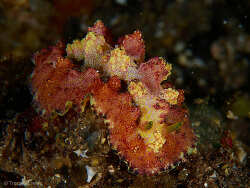 Phyllidiopsis cardinalis,Tulamben, Kubu, Karangasem Regency, Bali, Indonesia 2023
