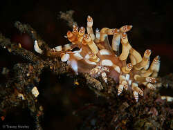 Samla bilas,Tulamben, Kubu, Karangasem Regency, Bali, Indonesia 2023