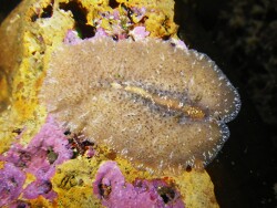 Pseudoceros canadiensis (HMB docks) 2012