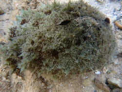 Dolabella auricularia,Minnie Water NSW 2462, Australia 2023