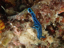 Tambja caeruleocirrus,Gneering Shoal, Australia 2019