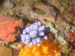 Phyllidiella cooraburrama,Chuuk Lagoon, Micronesia 2019