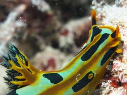 Tambja blacki,Lady Elliot Island, Queensland 4805, Australia 2014