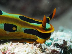 Tambja blacki,Lady Elliot Island, Queensland 4805, Australia 2014