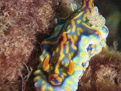 Miamira flavicostata,Sunshine Coast QLD, Australia 2022