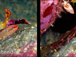 Foto. Sharks Cove, Oahu, Hawaii