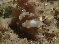 Trapania aurata, La Balsa Park 2020