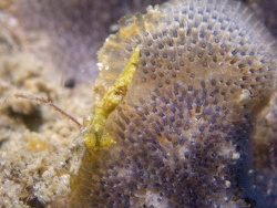Polycera risbeci,Sunshine Coast QLD, Australia 2022
