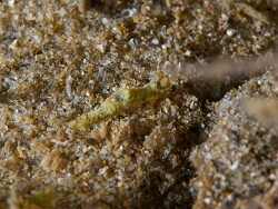 Polycera risbeci,Tallebudgera Creek, Gold Coast QLD, Australia 2023