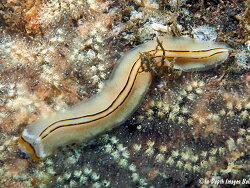 Prosthiostomum trilineatum , 40mm, Bali 2021