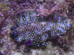 Pseudobiceros sp.Cook Island, New South Wales, Australia 2023