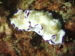 Goniobranchus rufomaculatus,Sunshine Coast QLD, Australia 2022