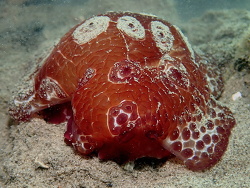 Pleurobranchus weberi, La Balsa 2020