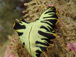 Pseudoceros,Santo, Vanuatu 2020