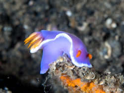 Hypselodoris variobranchia, Bitung, Sulawesi Utara, Indonesia 2018