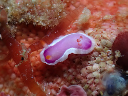 Hypselodoris variobranchia juvenile,Batangas, Philippines 202