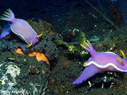 Hypselodoris variobranchia, 40mm, Bali