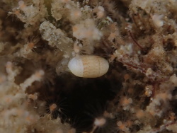 Mnestia colorata,La Balsa Park 2020