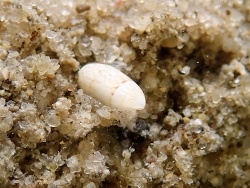 Mnestia colorata,La Balsa Park 2020