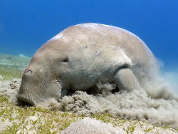 Dugong,Gabelschwanzseekuh, Seeschwein,Dugong dugon 2016
