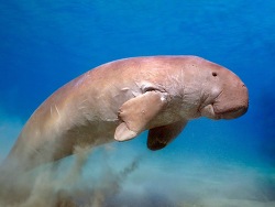 Dugong,Gabelschwanzseekuh, Seeschwein,Dugong dugon 2016