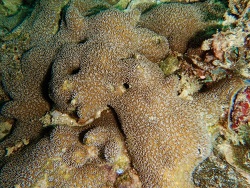 Foto: Kolonie. Mirbat, Oman;