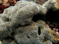 Foto: Insel Sokotra, Jemen