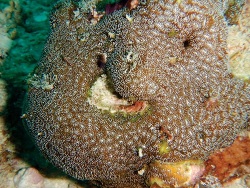 Foto: Insel Mahé, Seychellen