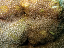 Foto: Mayotte, westlicher Indischer Ozean