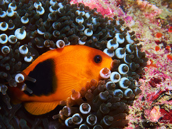 Red Saddleback Anemonefish & Bubble-Tip Anemone, Thailand 2025