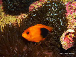 Red Saddleback Anemonefish & Bubble-Tip Anemone