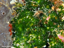 Palmophyllum crassum,Las Palmas, ES-CN, ES 2025