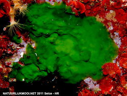 Palmophyllum crassum, Adriatic Sea 2011