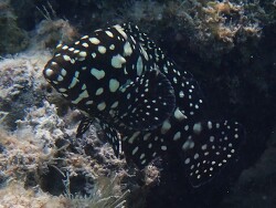 Generic placeholder thumbnail