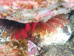 Antedon bifida,Las Palmas, ES-CN, ES 2024