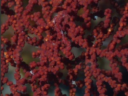 Villogorgia nozzolea thumbnail