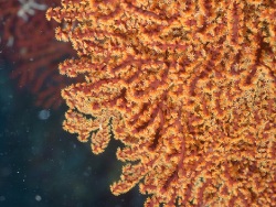 Villogorgia nozzolea thumbnail