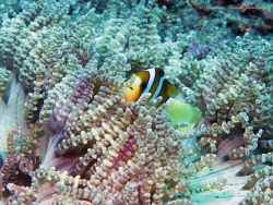 Lembeh 13 IMG_3685a Clarks Anemonefish, Amphiprion clarkii in Beaded Sea Anemone, Heteractis aurora, Makawide 2 2013