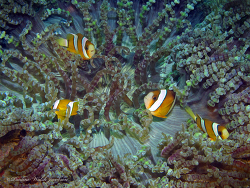 lembeh 16 IMG_7911a sm Clark's Anemonefish, Amphiprion Clarkii in a Beaded Anemone, Heteractis aurora, Critter Hunt 2016