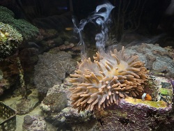 Entacmaea quadricolor Laich männlich