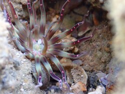 Grabende Anemone