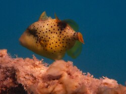 Sternen-Drückerfisch, juvenil