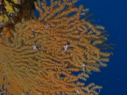 Foto: L'Île des Pins, Neukaledonien