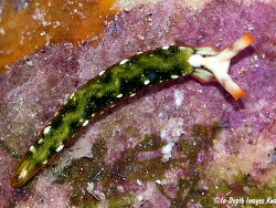 Thuridilla kathae, 15mm, Kwajalein