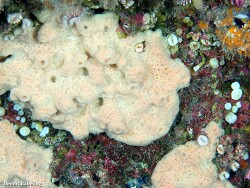 Haliclona mucosa,Las Palmas, ES-CN, ES 2022