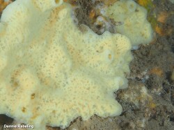 Haliclona mucosa,Las Palmas, ES-CN, ES 2023