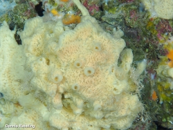 Haliclona mucosa,Las Palmas, ES-CN, ES 2025