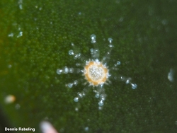 Staurocladia, Las Palmas, ES-CN, ES 2025